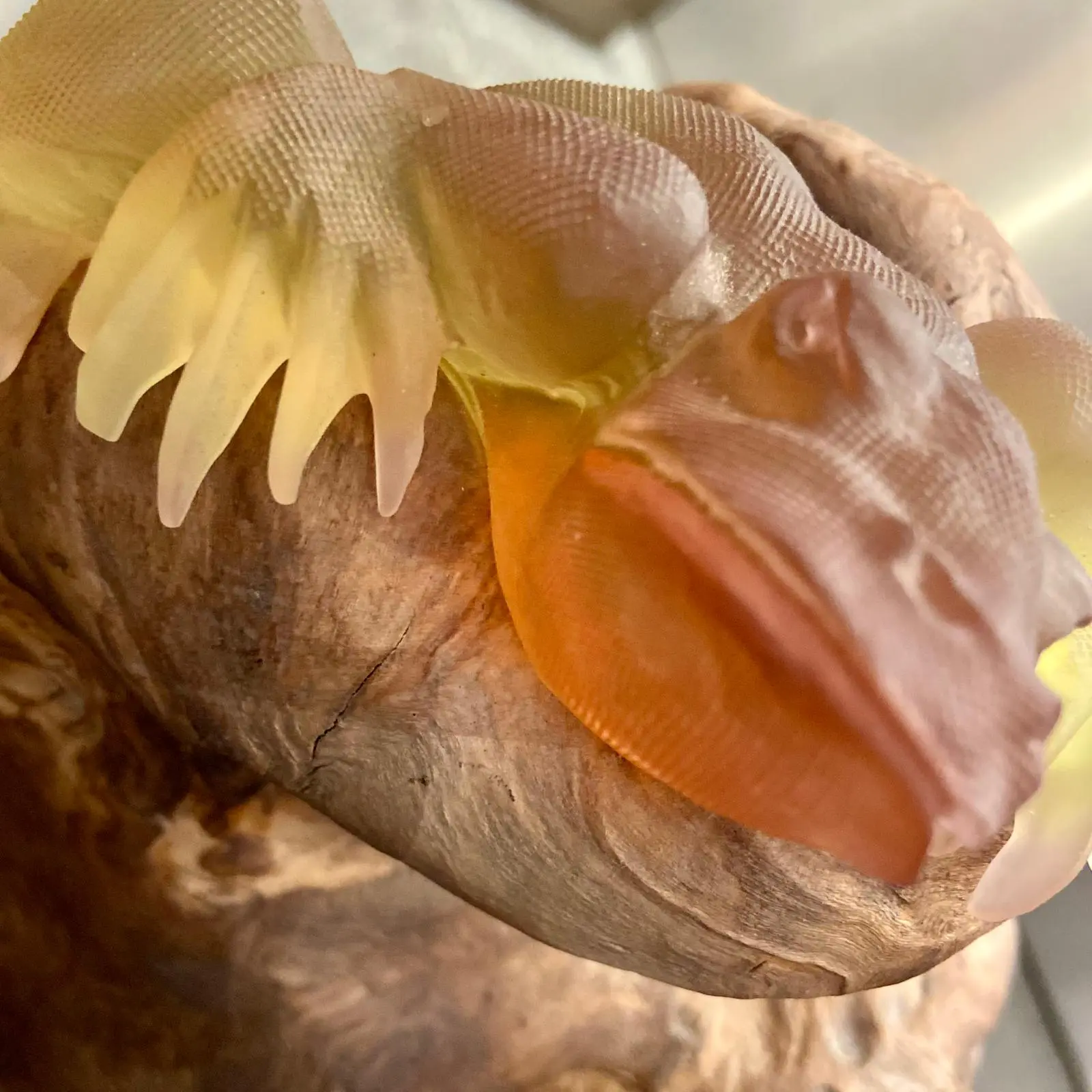 Sun Catchers - Afbeelding 7